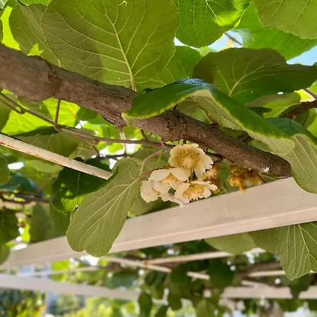 度假居 Zore 杜布罗夫尼克