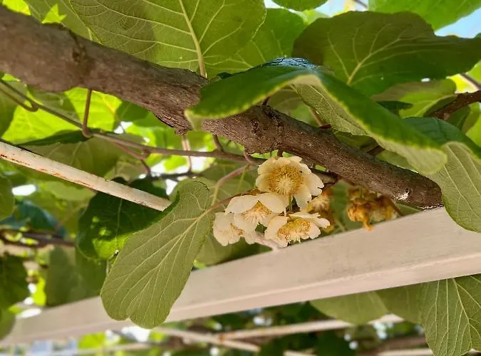 بيت للعطل Zore دوبروفينك